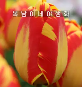 [큐가든] 튤립 구근 패롯 3종 15개 고급종 혼합 깃털 튜울립 봄 꽃 노지월동 추식, 1세트